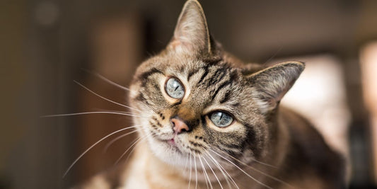 Guía de Salud Dental Felina: Cómo Prevenir Problemas en la Boca de tu Gato